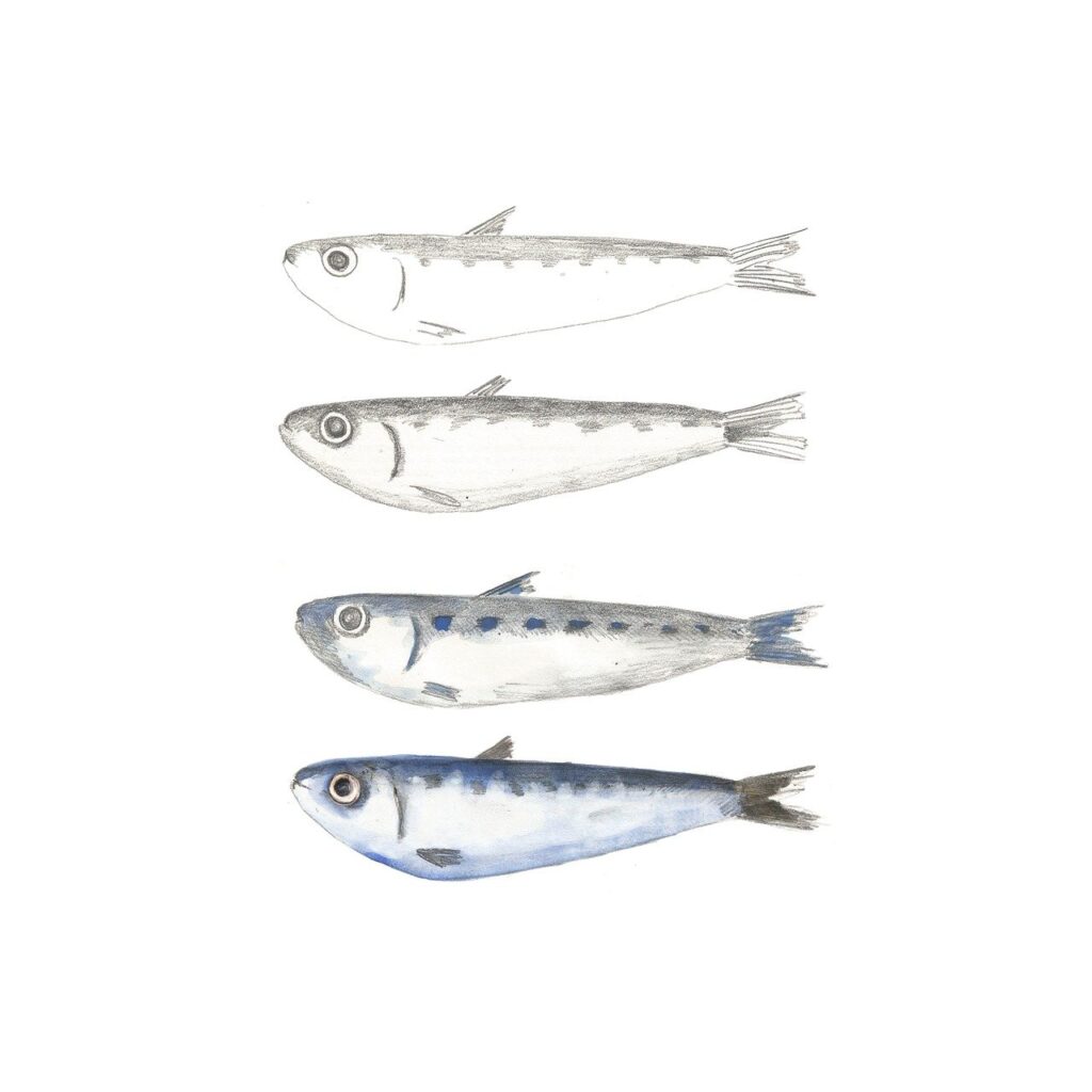 sardine-5129230_1280
